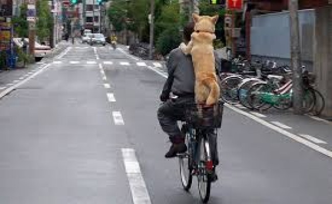 Regras para quem anda de bicicleta no Japão! Regras para quem anda de bicicleta no Japão!